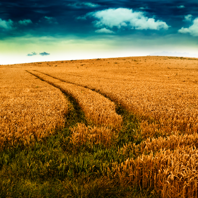 iStock_000010285574Small